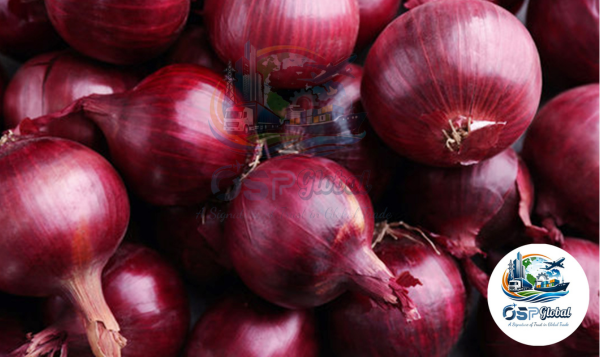 Onion Export